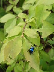 Chrysochus asclepiadeus