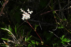 Filipendula kiraishiensis