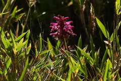 Pedicularis refracta transmorrisonensis