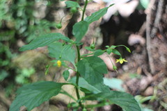 Lysimachia capillipes