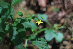 Lysimachia capillipes