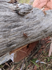 Allothereua maculata