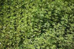 Artemisia umbrosa
