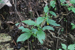 Lysimachia capillipes