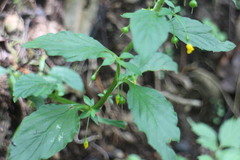 Lysimachia capillipes