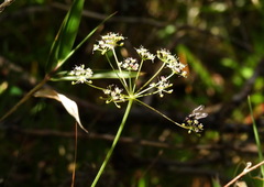 Pimpinella niitakayamensis
