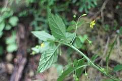 Lysimachia capillipes