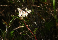 Filipendula kiraishiensis