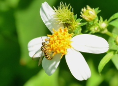Ceratina fuliginosa