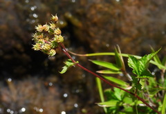 Filipendula kiraishiensis