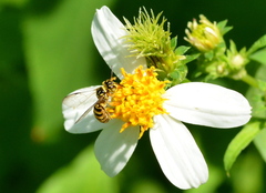 Ceratina fuliginosa