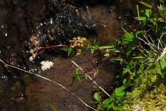 Filipendula kiraishiensis