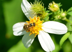 Ceratina fuliginosa