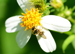 Ceratina fuliginosa