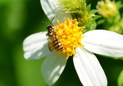 Ceratina fuliginosa