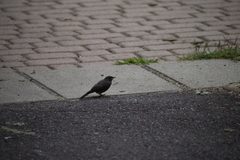 Phoenicurus ochruros