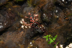 Filipendula kiraishiensis