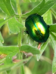 Chrysolina graminis