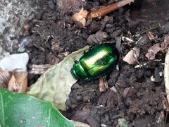 Chrysolina graminis