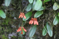 Bulbophyllum albociliatum