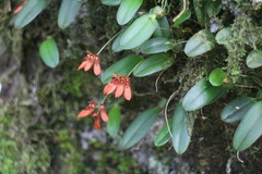 Bulbophyllum albociliatum