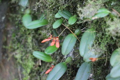 Bulbophyllum albociliatum