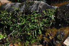 Ixeridium transnokoense