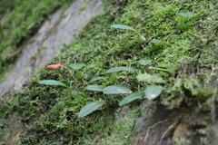 Bulbophyllum albociliatum