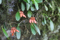 Bulbophyllum albociliatum