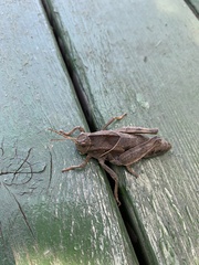 Haplotropis