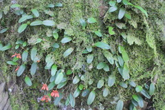 Bulbophyllum albociliatum