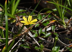 Ixeridium transnokoense