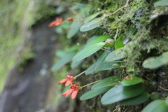 Bulbophyllum albociliatum