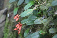 Bulbophyllum albociliatum