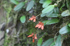 Bulbophyllum albociliatum