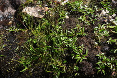 Ixeridium transnokoense