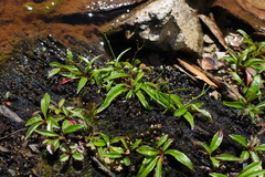 Ixeridium transnokoense