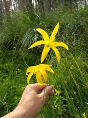 Lilium parryi