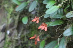 Bulbophyllum albociliatum