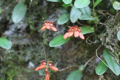 Bulbophyllum albociliatum