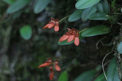 Bulbophyllum albociliatum