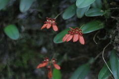 Bulbophyllum albociliatum