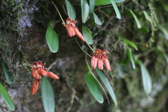 Bulbophyllum albociliatum