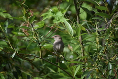 Passer domesticus