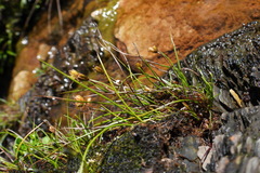 Juncus maximowiczii