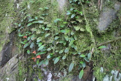 Bulbophyllum albociliatum