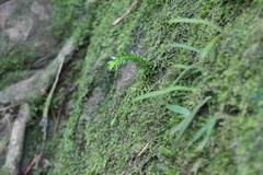 Phlegmariurus fordii