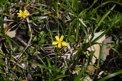 Ixeridium transnokoense