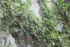 Bulbophyllum albociliatum