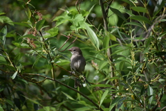 Passer domesticus